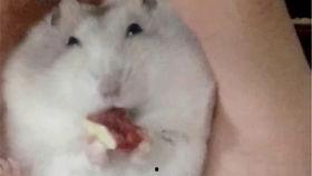 吃瓜鼠的视频大全,趣味横生的搞笑瞬间大盘点