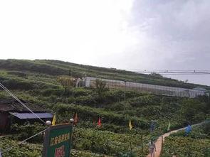 崇义县吃瓜事件视频播放