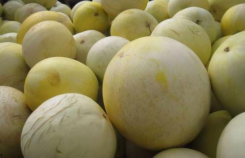 猪吃白兰瓜的视频