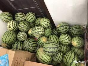 第二轮吃瓜比赛视频