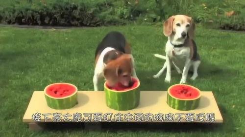 三只狗狗吃瓜搞笑视频,萌态百出笑翻天
