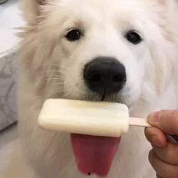 狗狗可以吃花蜜瓜吗视频,揭秘花蜜瓜的适宜性