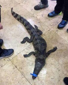 小孩儿吃鳄鱼瓜好吗视频