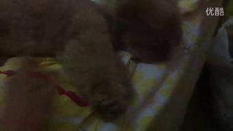 姐姐吃瓜视频大全完整版,揭秘娱乐圈幕后真相