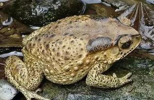 吃蛤蟆瓜视频,一场味蕾与视觉的双重盛宴