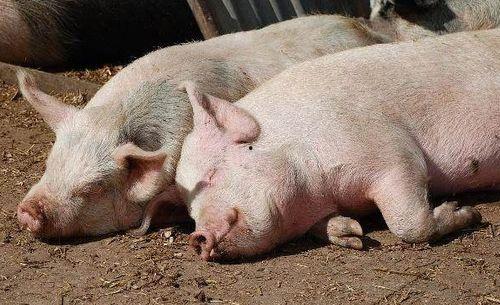 喂猪吃瓜视频大全下载安装,趣味养殖新风尚